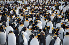 King Penguins On Gold Harbour