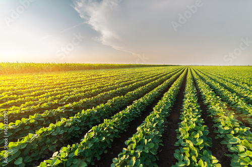 Fotografía Agricultural soy plantation on sunny day - Green growing soybeans plant