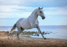 White Horse Runs On The Beach On The Sea And Clougs Background