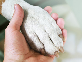 Wall Mural - Dog paws and human hand close up. Conceptual image of friendship, trust, love, the help between the person and a dog