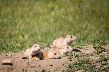 Poster - Family of Prairie dogs 