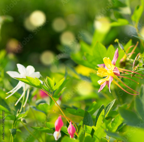 Blumen  -  Blühende Akelei im Garten