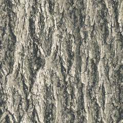 Texture bark shape with seamless background.