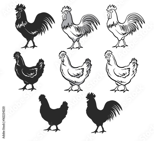 Fotomural Chickens set vector illustration in black and white, contour and silhouettes