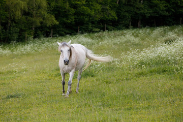 white horse is grazing in a spring meadow