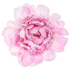 Fotomurales - Pink peony flower