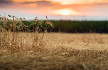 Wall Mural - Wheat field in sunset night