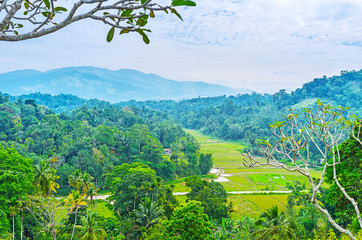 Wall Mural - The forests and farm lands of Udunuwara