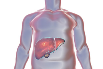 Canvas Print - Liver with gall bladder inside human body, 3D illustration