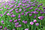 Fototapeta  - Violet tulips flowerbed