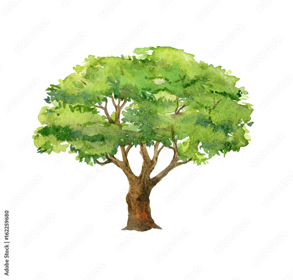 Green tree isolated on white background, watercolor illustration Stock ...