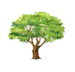 Green tree isolated on white background, watercolor illustration