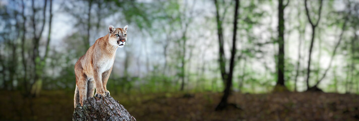 cougar in a summer forest, mountain lion, puma