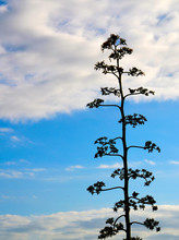 Agave Americana Plant Silhouette On A Blue Cloudy Sky Background.Soft Focus.