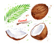 Watercolor illustration of coconut