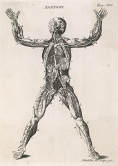 Wall Mural - Anatomical drawing of the human body. Date: 1768