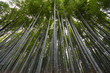 © J Westermann-Blawert - Bambus, Wald, Bambuswald in Kyoto, Japan, Asien