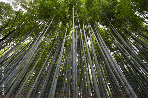 Plakat Bambus, las, bambusowy las w Kioto, Japonia, Azja