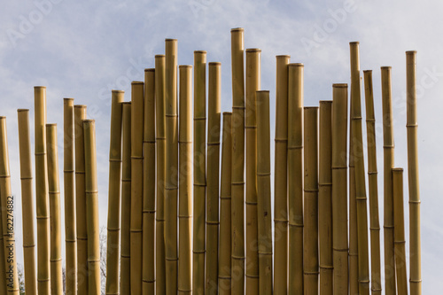 Plakat Bambus silny surowiec zrównoważony charakter środowiska