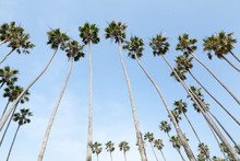 Palm Tree Lined Seaside Park