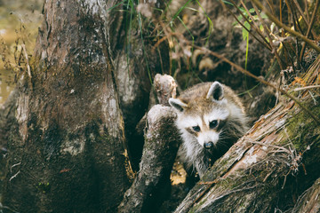 Wall Mural - New Orleans - swamp raccoons 2