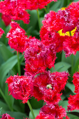 Wall Mural - Red tulips on nature background