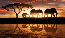 Family Of Elephants