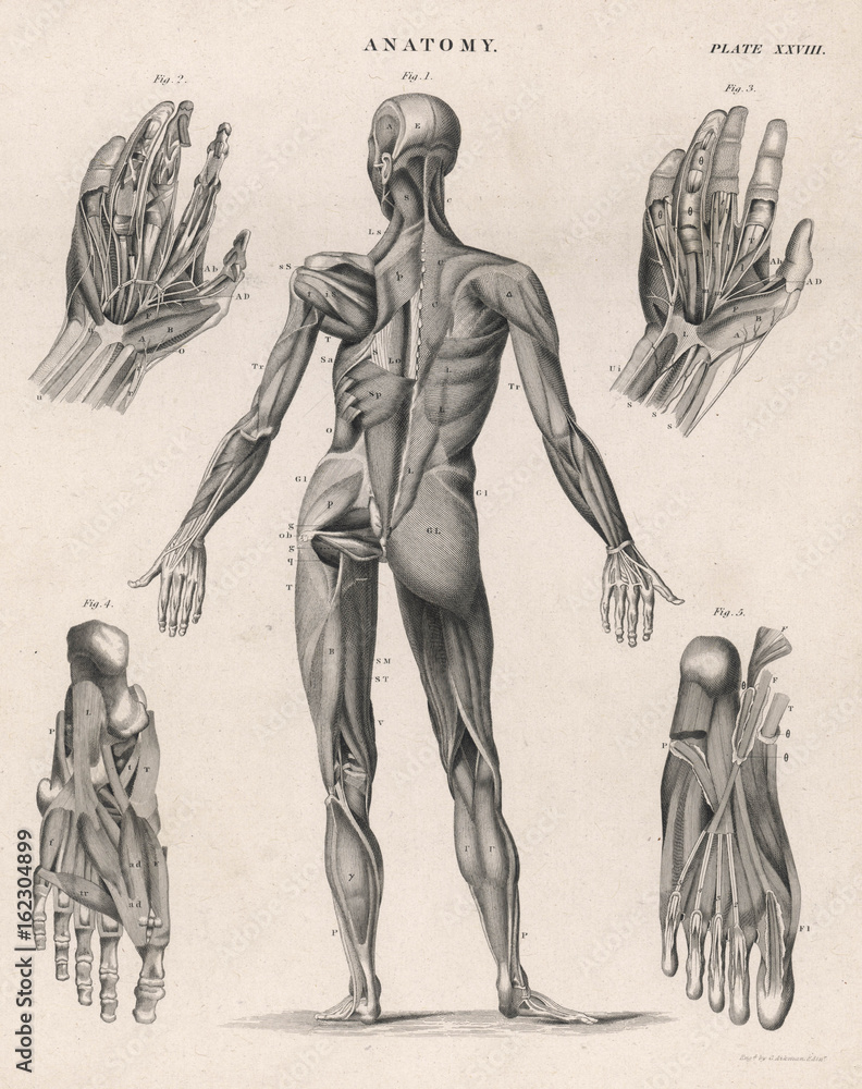 Muscles of the human body. Date: 1768 - obrazy, fototapety, plakaty 