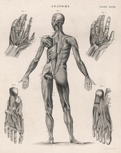 Muscles Of The Human Body. Date: 1768