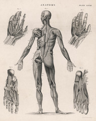 muscles of the human body. date: 1768