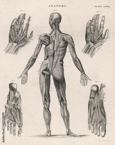 Cuadros en Lienzo Muscles of the human body. Date: 1768