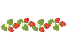 Vector Strawberries With Flowers. Vector Strawberry. 