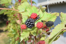 Blackberries Not Yet Ripe On The Plant