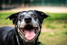 Grote Rode Hond Gratis Stock Foto Public Domain Pictures grote-rode-hond-gratis-stock-foto-public-domain-pictures