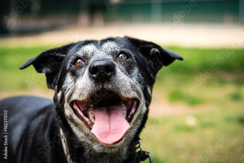 Plakat Portret szczęśliwy stary pies przy psim parkiem.