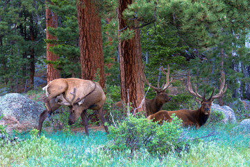 Wall Mural - Three bull Elk at dawn in Rocky Mountain National Park in Colorado