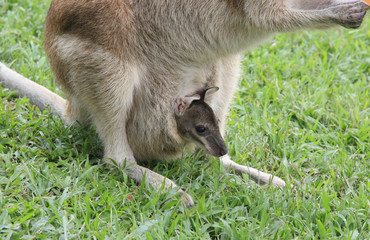 Wall Mural - mum wallaby and baby joey