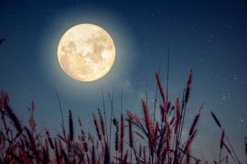Wall Mural - beautiful autumn fantasy - maple tree in fall season and full moon with milky way star in night skie