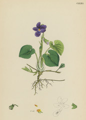 Wall Mural - Plants: Viola Odorate or Sweet Violet.. Date: 1865