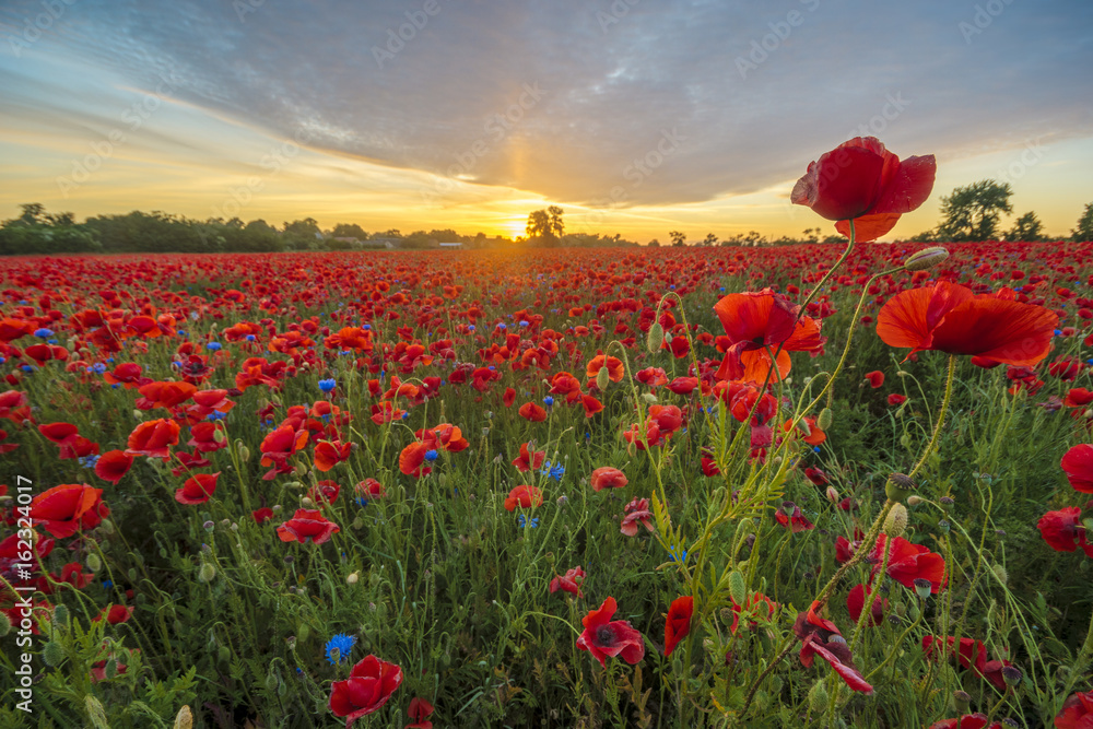 Red poppies among cornflowers and other wildflowers in the setting sun - obrazy, fototapety, plakaty 