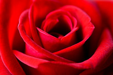 Close Up Of Beautiful Red Rose Petals