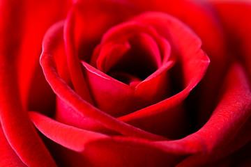 Close up of beautiful red rose petals