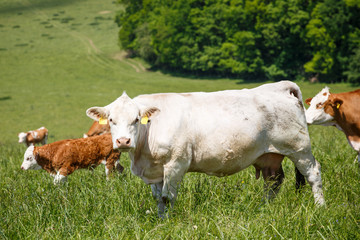 Herd of cows and calves grazing on a green meadow