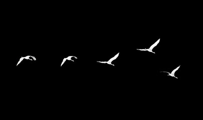 Flock of swans on a black background