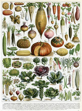 A Mixture Of Vegetables. Date: 1913