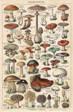 Mushrooms Larousse - 1913. Date: 1913