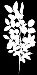 Wall Mural - white blueberry branch silhouette on black