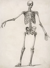 A Human Skeleton. Date: Circa 1800