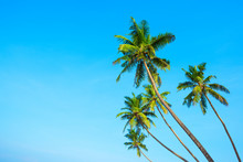 Coconut Asian Tropical Palm Trees With Clear Blue Sky As Copy Space