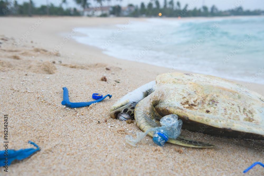 Dead sea turtle among plastic garbage on the beach sand Stock Photo ...